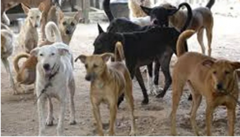 Terror of stray dogs growing in this village of UP, killed 10-year-old innocent