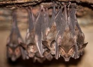 Scientist found 500 viruses from bat cave in Greece