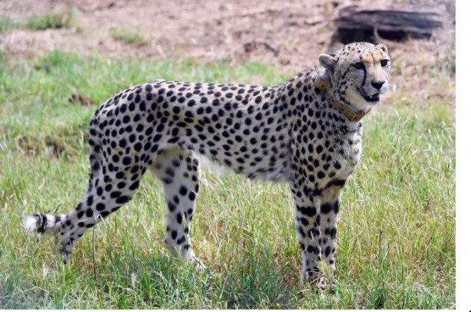 Former WII official made big claim, said- 'Insufficient space for cheetahs in Kuno National Park'