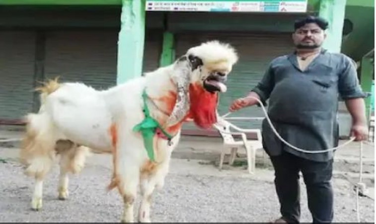 छत्तीसगढ़ के बाजार में आया 'आदमकद बकरा', 160 किलो है वजन