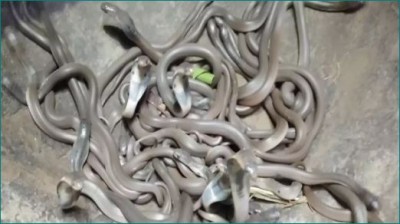 महाराष्ट्र: बाहर घूमने गया था परिवार, घर में 22 जहरीले कोबरा साँपों ने जमा लिया डेरा