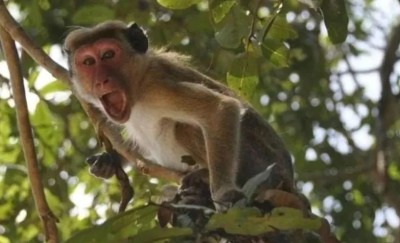 38 बंदरों को जहर देकर मारा, बोर में मिले शव... अब हाई कोर्ट ने लिया संज्ञान