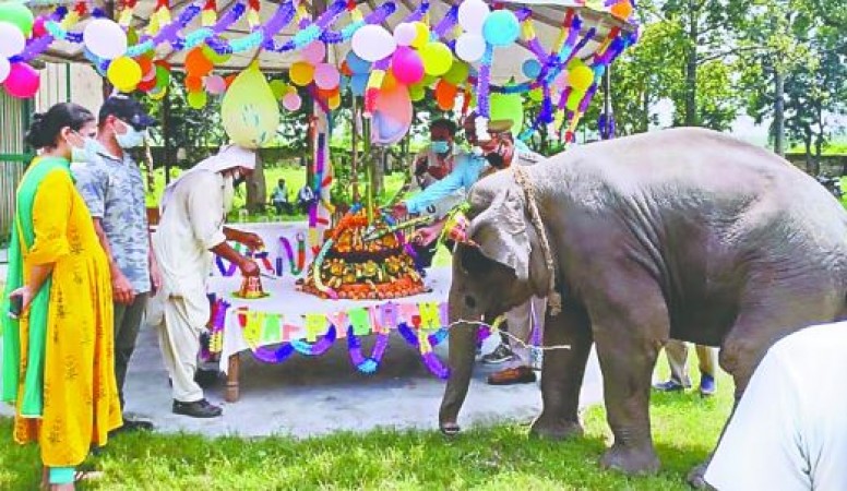 Baby elephant 'Sawan' to become brand ambassador of Corbett National Park, will have FB account