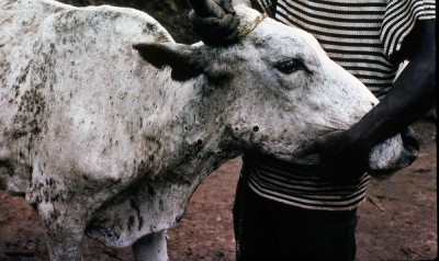 Disease from Pak wreaks havoc in India, 3k cows-buffaloes died, 50k infected