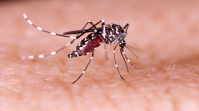 देहरादून में डेंगू ने पसारे पैर, 132 पहुंचा मरीजों का आंकड़ा