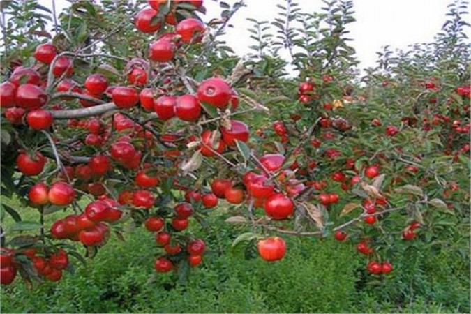 Gardeners are getting great price of apples in Himachal