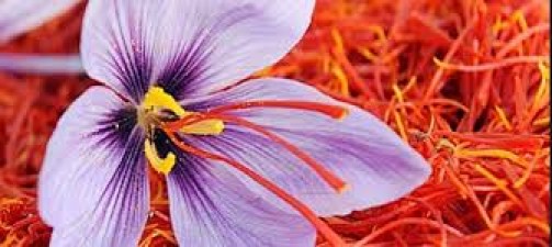 Government is going to provide e-marketing facility to saffron traders