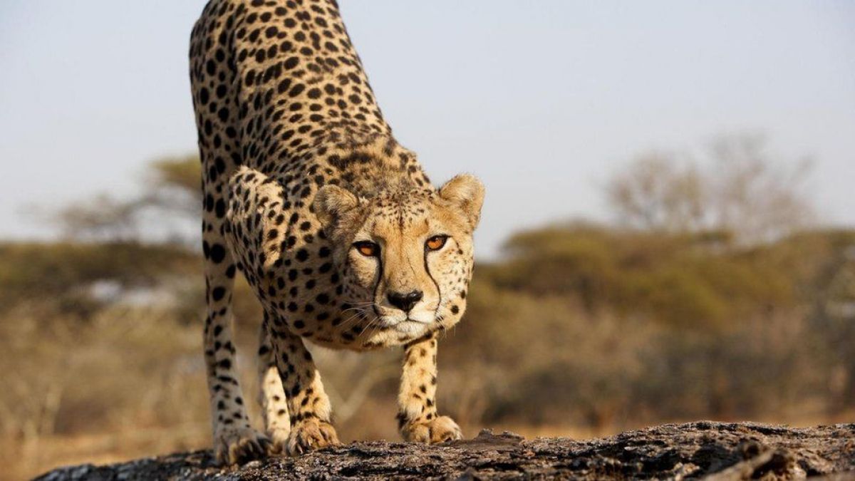 Supreme Court's green signal to african cheetah settlement project in India