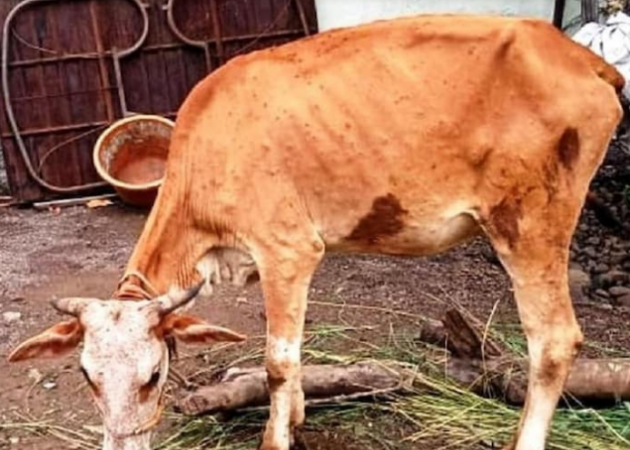 गायों के दूध पर भी पड़ रहा लंपी वायरस का असर, पशुपालक परेशान, नहीं मिल रहा समाधान