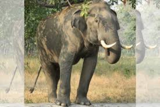दर्दनाक: हाथी ने 25 वर्षीय महिला को बनाया अपना शिकार