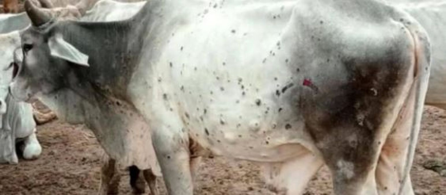 Appeal for not drinking milk of lumpy virus-infected cows, 11 districts severely affected