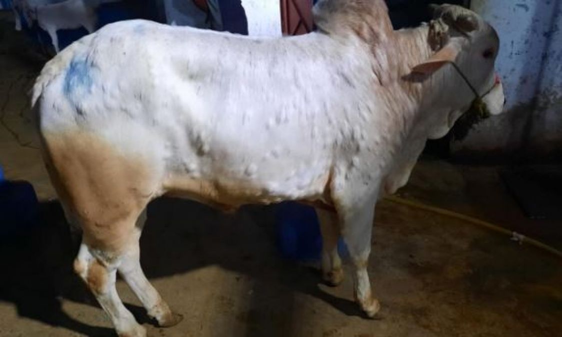 Appeal for not drinking milk of lumpy virus-infected cows, 11 districts severely affected