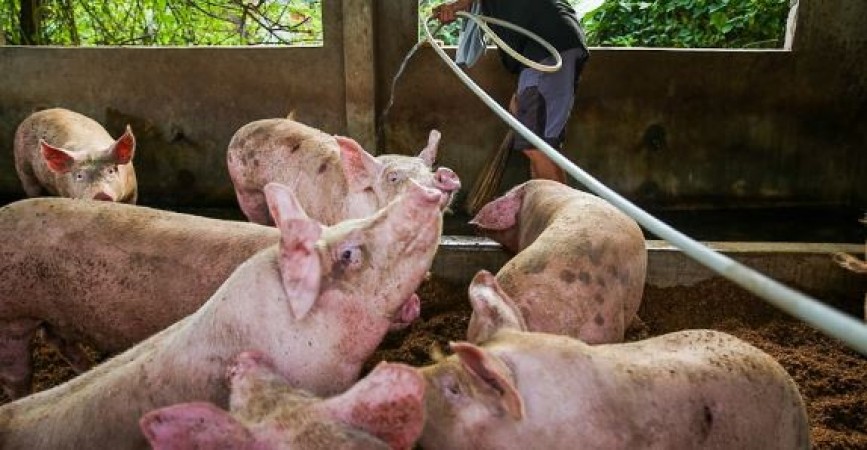 लंपी वायरस के बाद आया अफ्रीकी स्वाइन फीवर, 100 से अधिक सूअरों की मौत