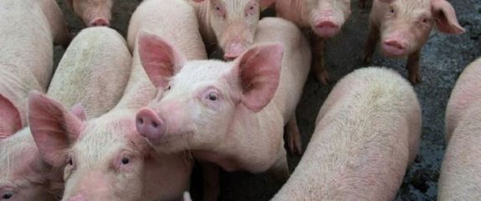 African swine fever came after Lumpy virus, more than 100 pigs died