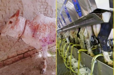 लंपी वायरस संक्रमित गायों का दूध नहीं पीने की अपील, 11 जिले गंभीर रूप से प्रभावित