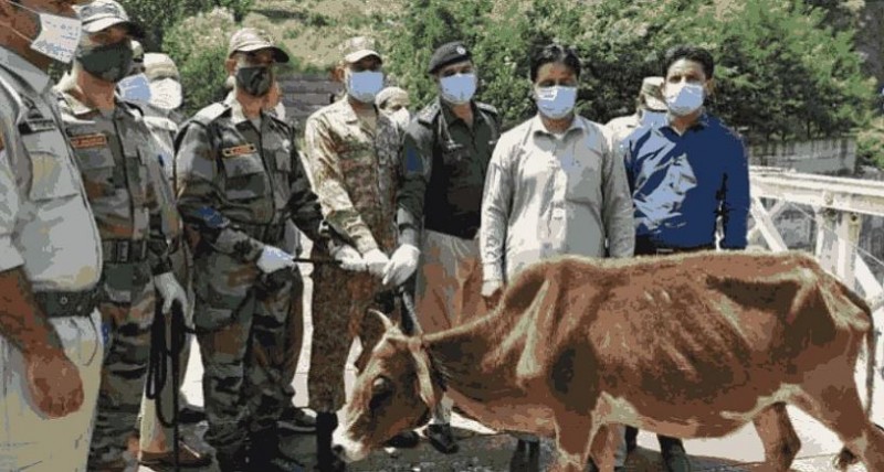 LoC क्रॉस कर सीमा में आई गाय को भारतीय सेना ने वापस भेजा पाकिस्तान