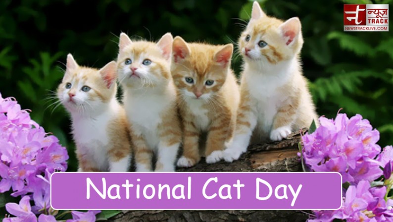 आखिर क्यों मनाया जाता है ‘अंतर्राष्ट्रीय बिल्ली दिवस’, जानिए इसका महत्व