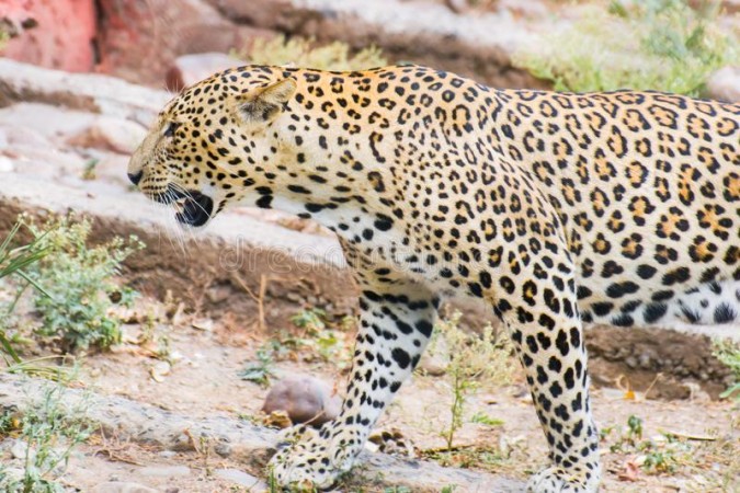 Uttarakhand: Leopard attacked girl lying in veranda