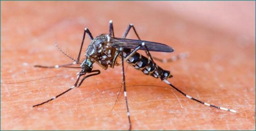 Indore: Dengue cases raises concerns over black fungus