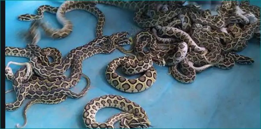 Russell's Viper snake gives birth to 35 children in Coimbatore Zoo