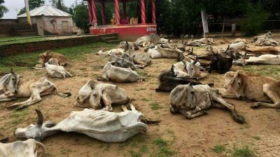 आंध्र प्रदेश की गौशाला में 100 गायों की संदिग्ध मौत, जहर दिए जाने की आशंका