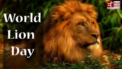 World Lion Day: 'King of Forest' is now just confined to books and paintings