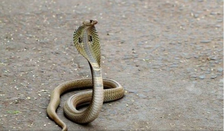 When snake bit him, the man bit snake on the contrary... Snake Dead!