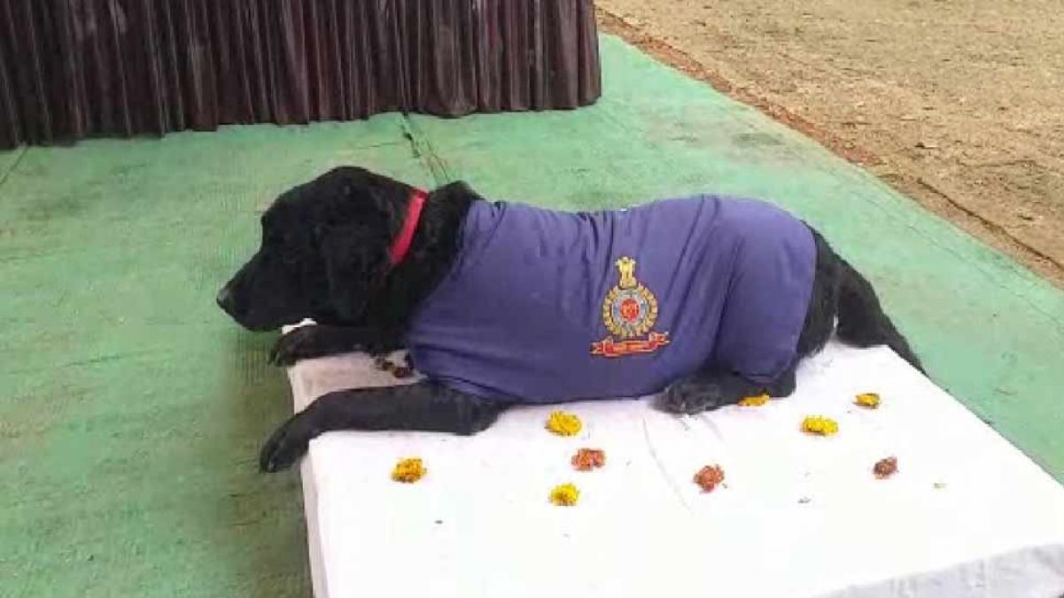 Madhya Pradesh: police dog drove several crooks to jail, won the award and now retires