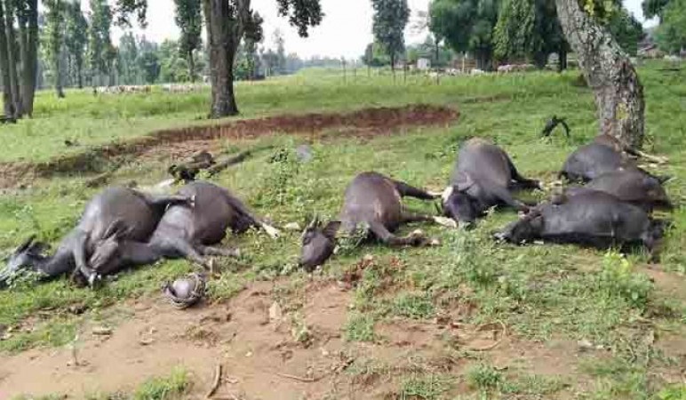 10 buffaloes died from lightning strike in Chhattisgarh