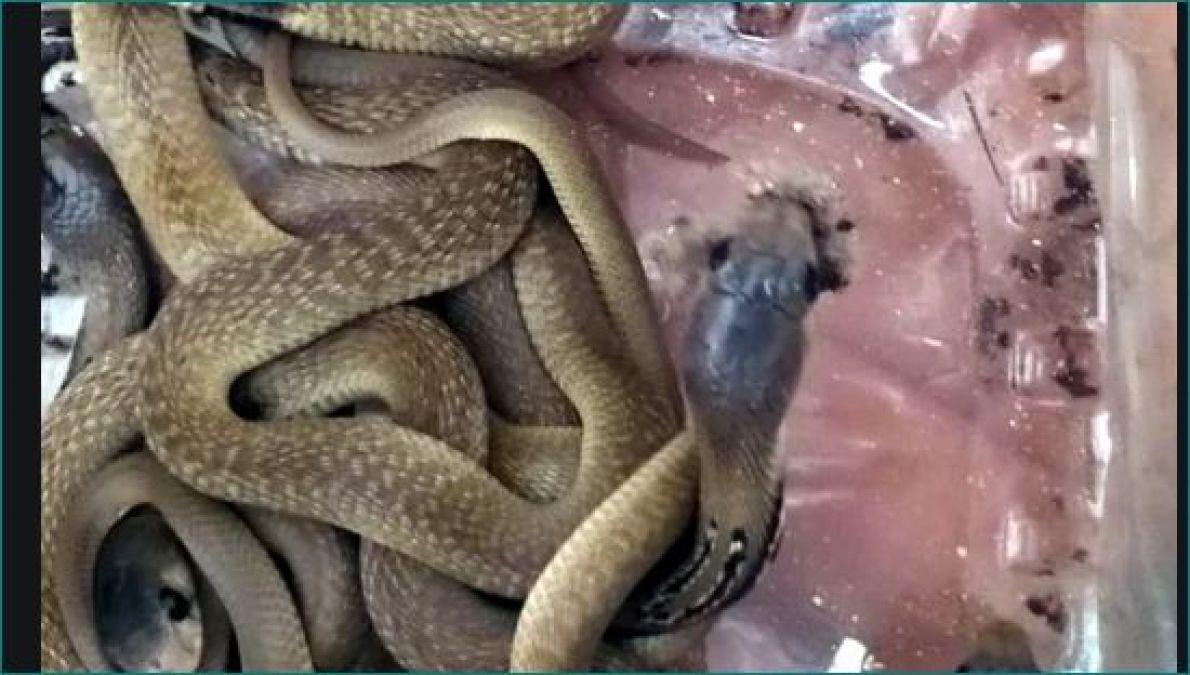 21 cobra snakes recovered from Gaggal police station
