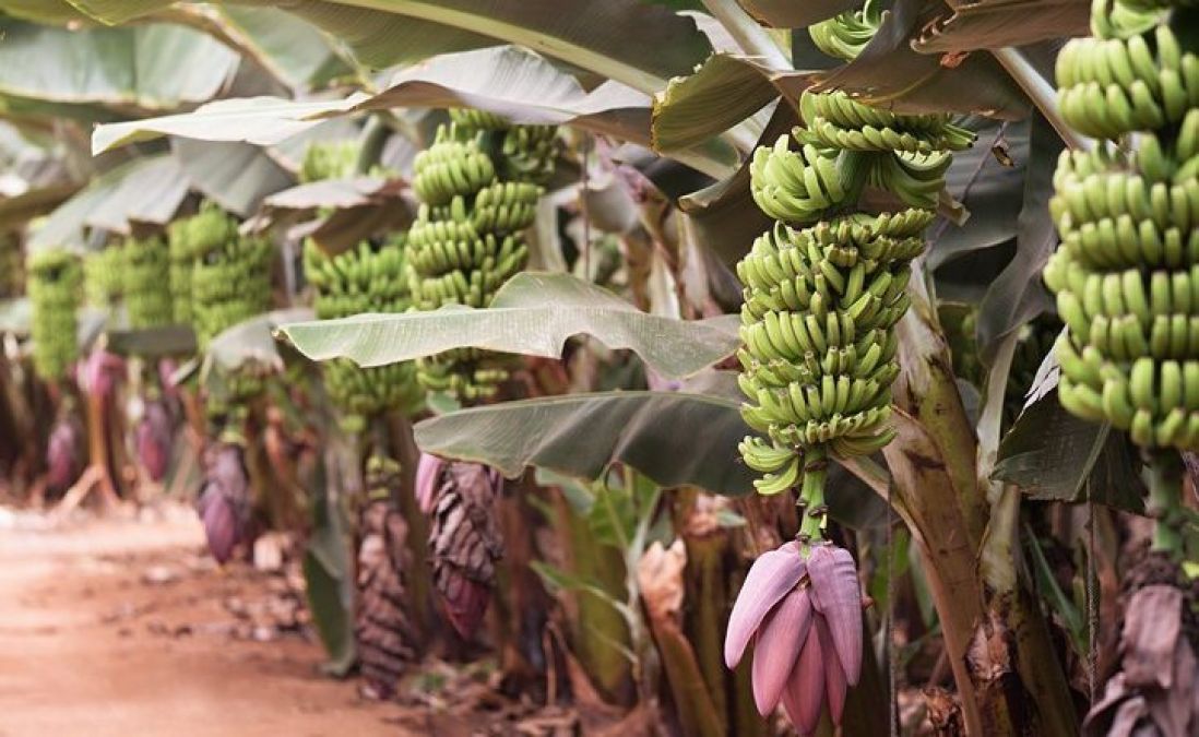 Scientists warns, 'Banana will be extinct'