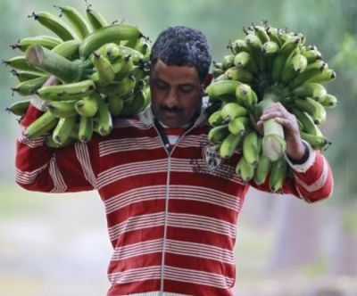 Scientists warns, 'Banana will be extinct'