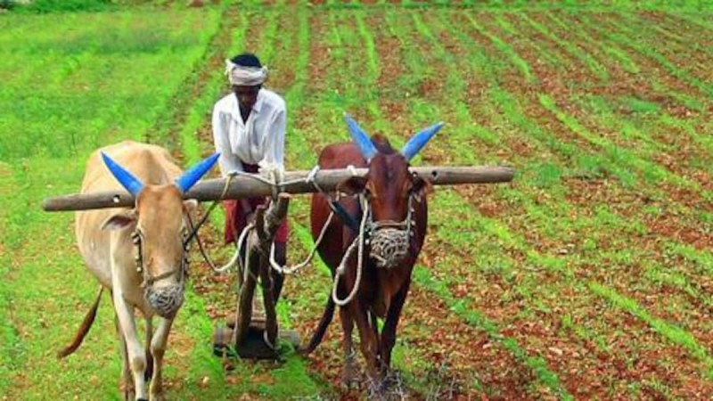 राजस्थान : जल्द किसानों को मिलेगा बीमे का क्लेम