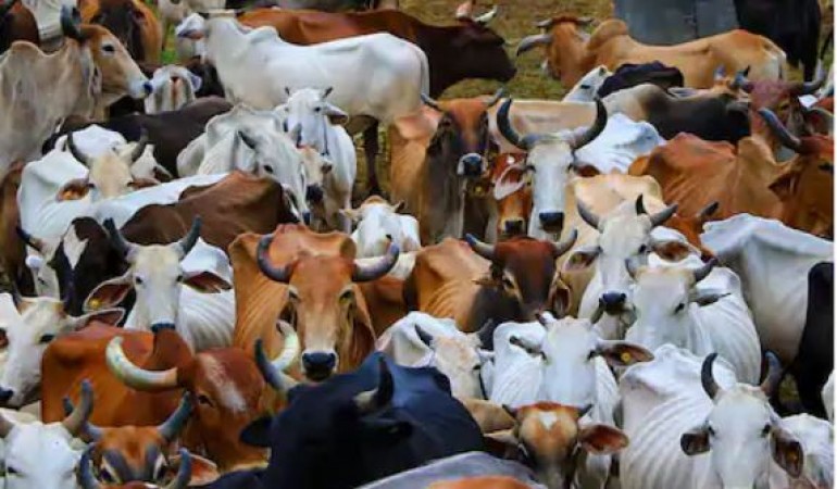 Fierce fight between BJP and Congress over budget for cowsheds