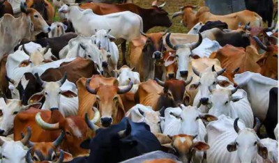 गौशाला को लेकर भाजपा और कांग्रेस में जबरदस्त भिड़ंत