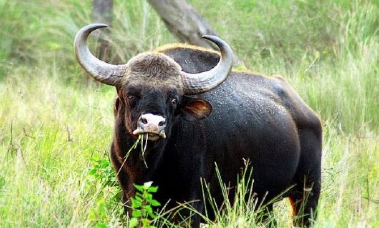 Kerala: Pregnant buffalo killed, 5 people arrested