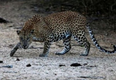 6-year-old child died during treatment after being attacked by leopard