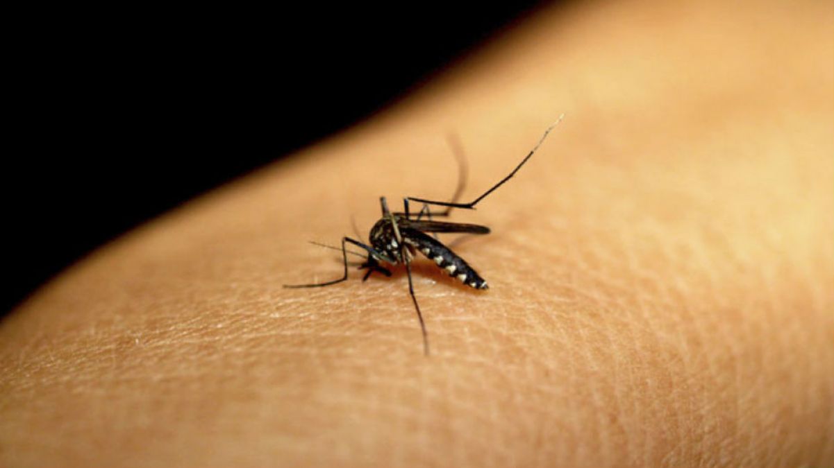 छत्तीसगढ़ में फिर पांव पसार रहा जानलेवा डेंगू , अब तक 7 मरीजों की हुई पुष्टी