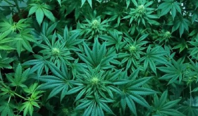 Cannabis will cure this 'complicated disease', scientists find formula