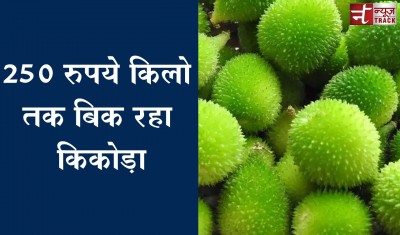 झाबुआ आलिराजपुर जिलों में किकोड़े की भरपूर आवक, गुजरात में है इसकी बहुत अधिक मांग