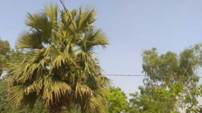 Husband living on 100 feet high palm tree for a month, reason is surprising