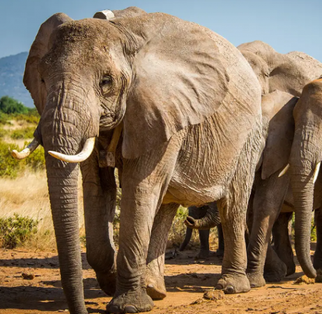 लोको पायलट ने दिखाई चतुराई, बचाई 12 हाथियों की जान
