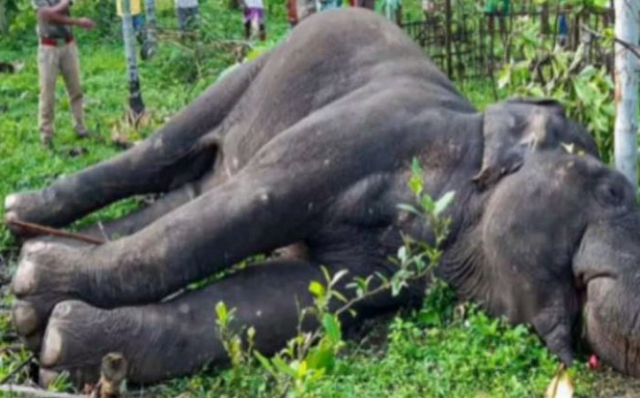 Wild elephant found dead in Tamil Nadu, suspected case of animal poaching