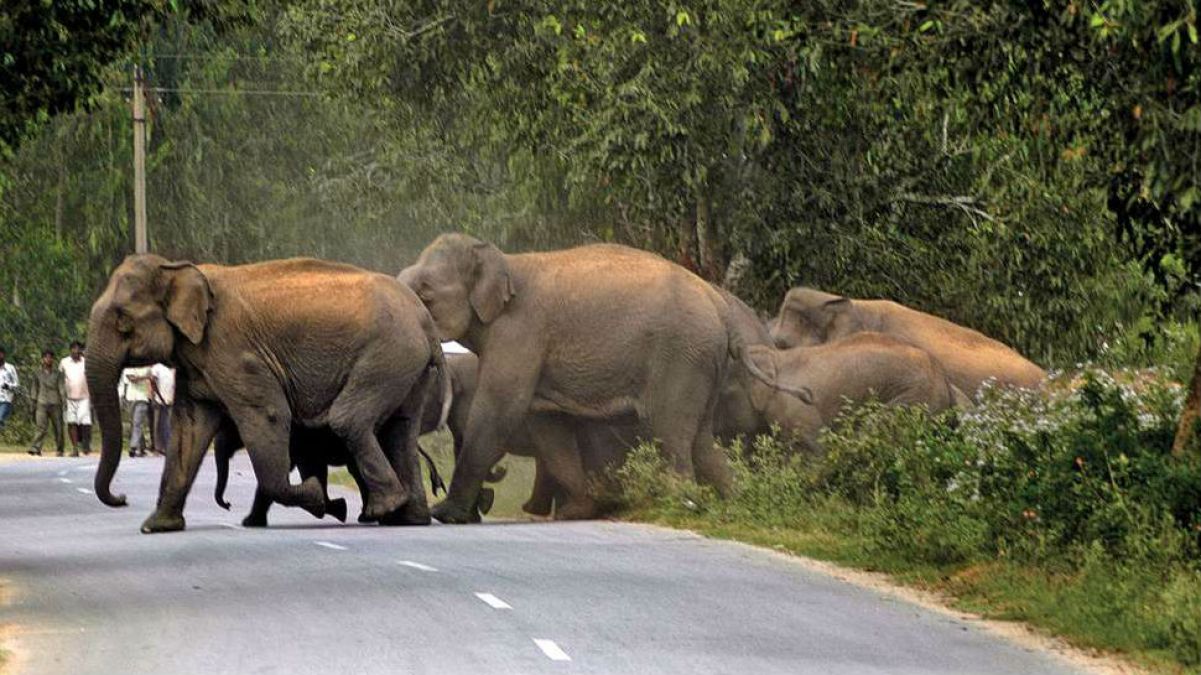 झारखंड के तीन जिलों में हाथियों का आतंक, एक किसान को कुचलकर मारा