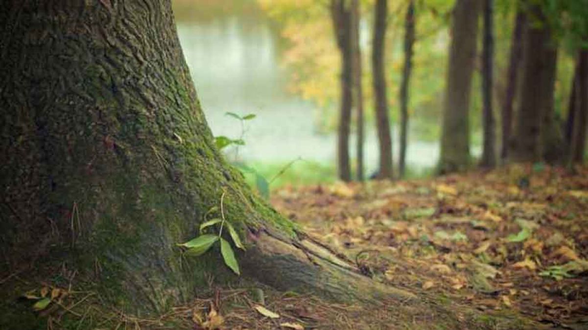 Bhopal: Two trees were cut without permission, the man was fined one lakh rupees