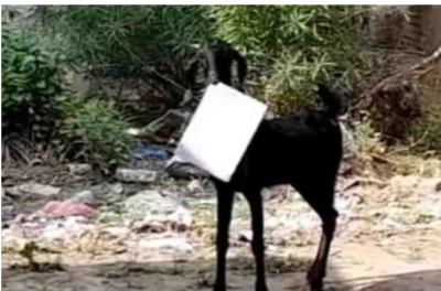 Goat picks up a file from government office, questions on the officials