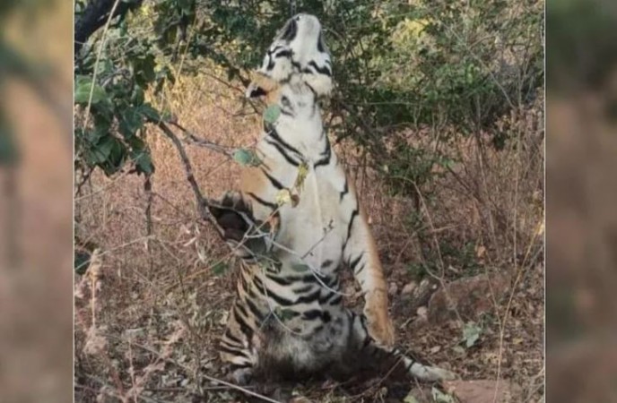 हैरतंअगेज! फंदे से लटका मिला बाघ का शव, मचा हड़कंप