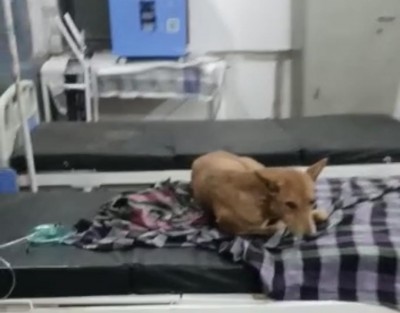 स्वास्थ्य केंद्र के इमरजेंसी वार्ड में कुत्तों ने डाला डेरा
