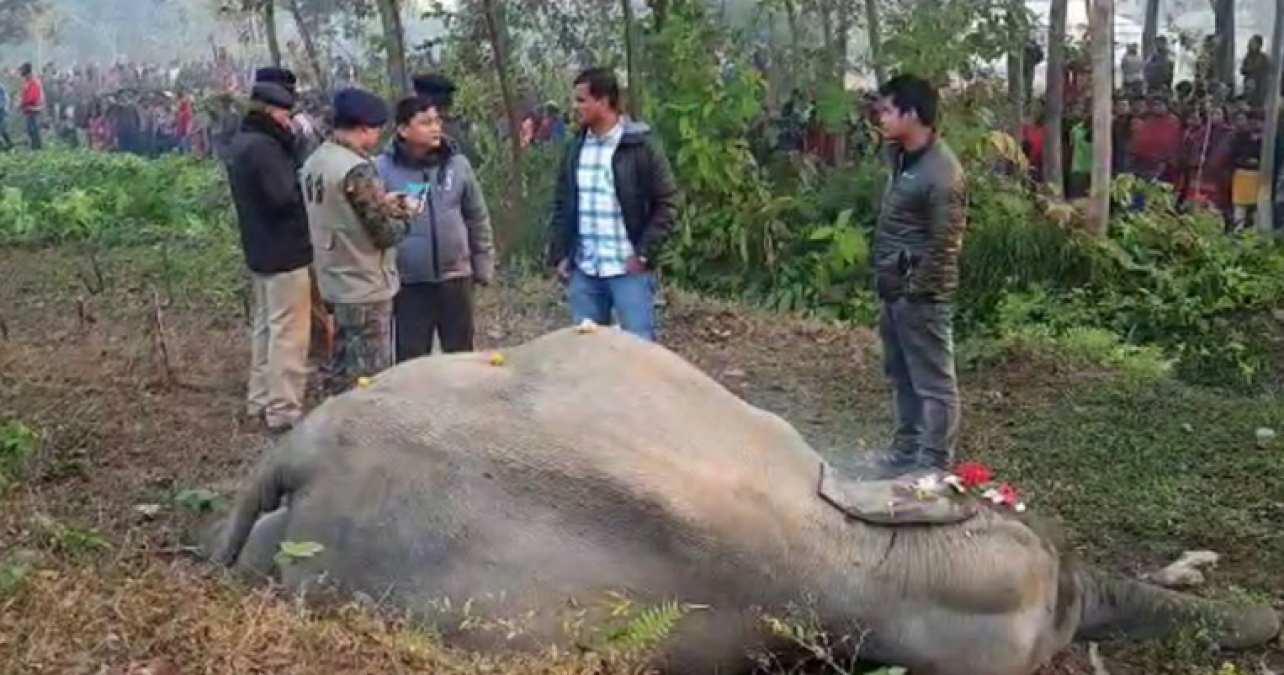 ट्रेन से टकराए दो हाथी लेकिन, तीन हाथियों की हो गई मौत