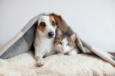 Study claims animals like cat and dog also at risk of corona infection